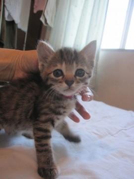 大きなお目目のきじとら