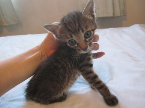 大きなお目目ののきじとら