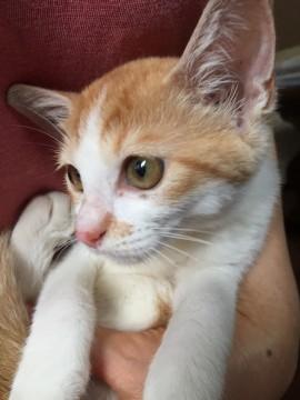 甘えん坊の美猫 あいちゃん