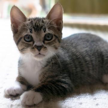 まもなく2ヶ月になる子猫です。