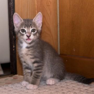 まもなく2ヶ月になる子猫です。