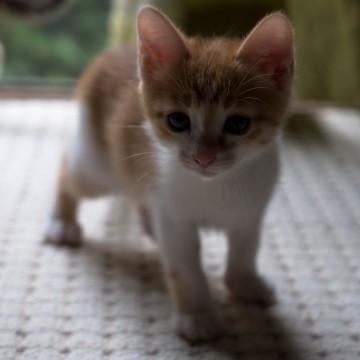 まもなく2ヶ月になる子猫です。