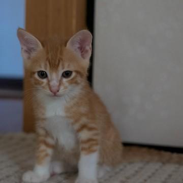 まもなく2ヶ月になる子猫です。