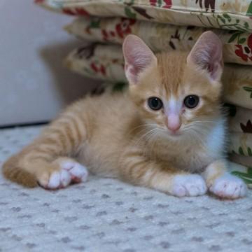 まもなく2ヶ月になる子猫です。