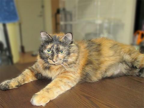 人なつっこいタヌキちゃん！？