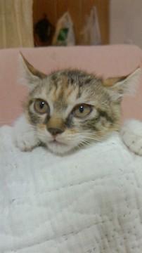 大阪府 アメリカンカールの可愛い子猫貰って 猫の里親募集 ネコジルシ