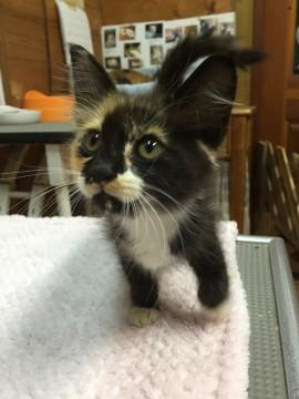 長毛の可愛い子ニャン！