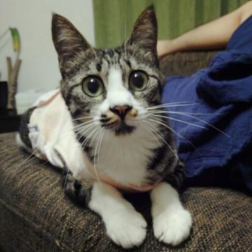 スレンダーな美猫のさくらちゃん♪