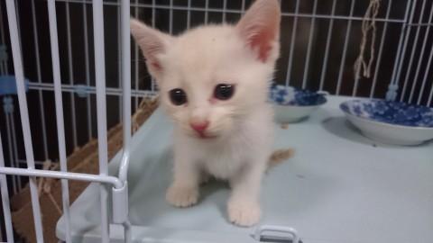 生後一ヶ月の子猫(♀)