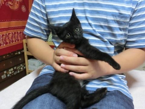 とにかく可愛い！黒猫「めめ」たん
