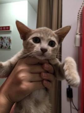 地域猫現場に遺棄されたルンルン＆ランラン