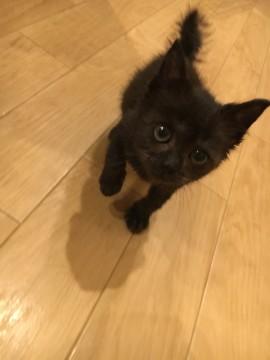 まだ小さい黒ネコの子