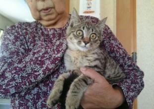 北海道の猫の里親募集 千歳市 ネコジルシ