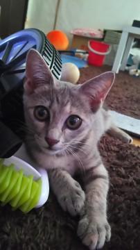 お目々パッチリの美人猫ちゃん