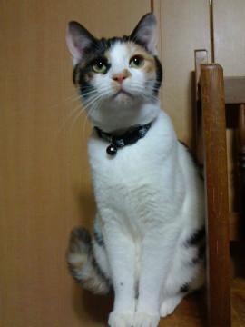 三毛猫☆