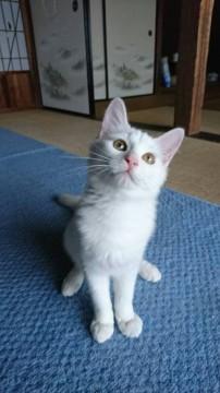 草むらで保護されたモコモコハクくん