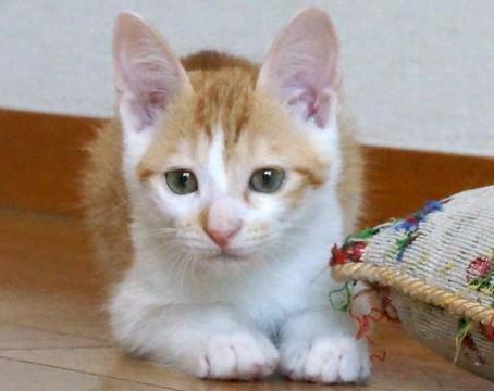 おちゃめなニトくん（再募集）