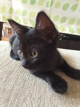 ６匹兄妹の黒猫やんちゃな男の子