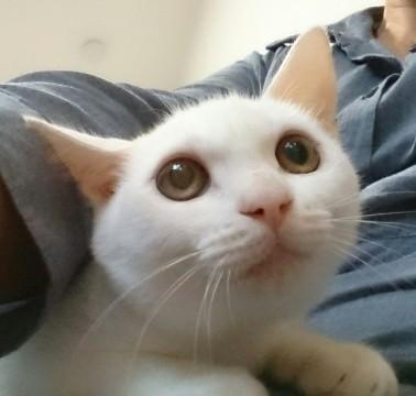 しろちびミルコ