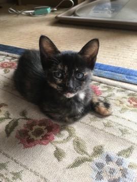 サビ柄の子猫ちゃん