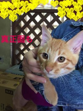 よう助くんを家族に迎えてください