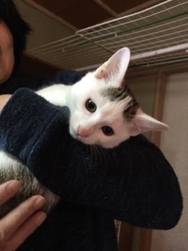 かずはちゃんを家族に迎えてください