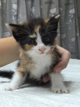 ミケ子猫ちゃん