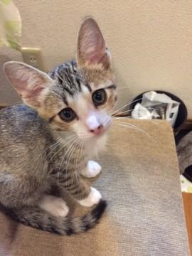 ６匹兄妹の穏やかな女の子