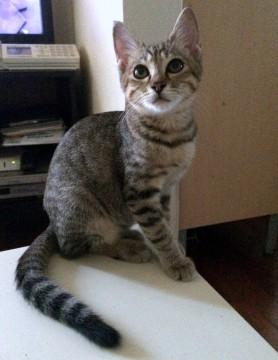 天真爛漫、猫にも人にも甘えん坊