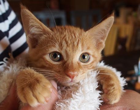 沢山の猫達と面会可能★保健所から保護