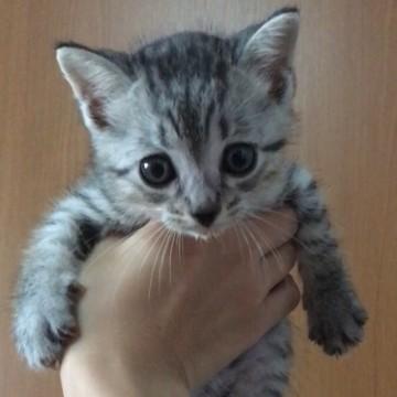 可愛い小さなサバトラくん(？)