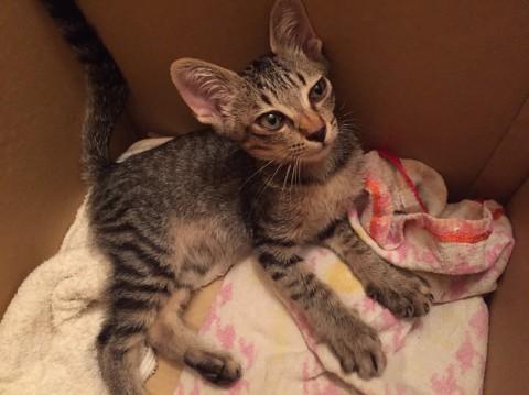 子猫　里親募集　キジトラ　