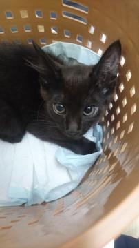 黒猫だけど、尻尾はホワホワたぬきさん