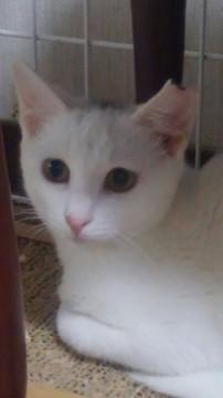 白猫妹　和風の美人猫ちゃん
