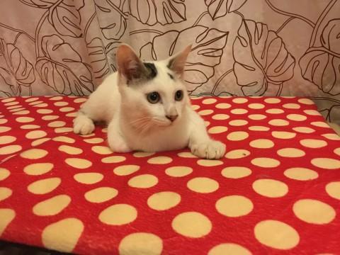 慣れ慣れ可愛い3か月子猫ちゃん