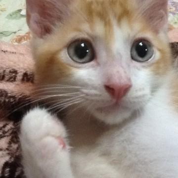 ふわもこ茶トラちゃん
