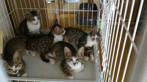 ノラちゃんの子猫5兄弟のうち1
