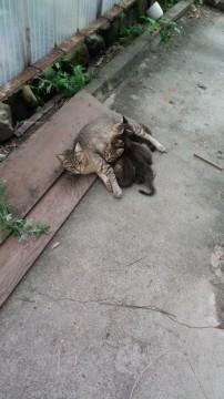 保護した子猫の里親さんを募集しています。