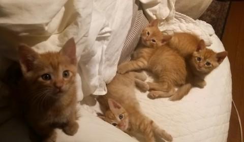 茶トラ子猫の里親募集です！