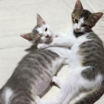 ★仔猫２匹里親さん募集★横浜市神奈川区
