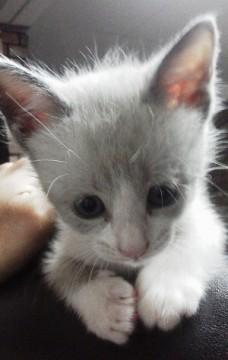岐阜県 グレイスちゃん とってもかわいい子です 猫の里親募集 ネコジルシ