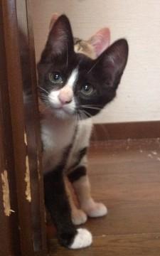 綺麗なハチワレ！