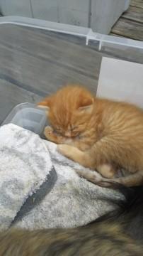 可愛い茶トラの子猫(オス、メス)です。
