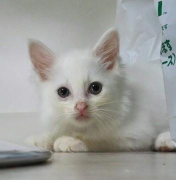 白い毛の子猫里親さん募集中