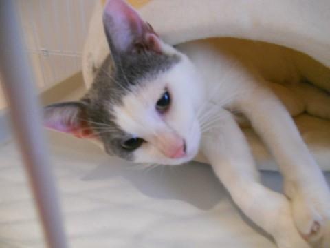 グレーのブチ模様。穏やかな性格です