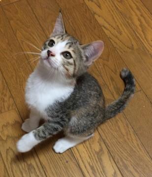 ママや兄弟のもと、元気に育ちました