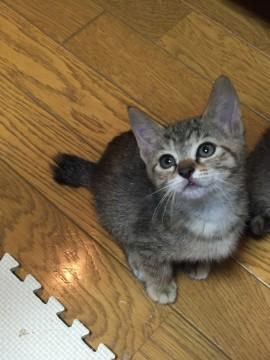 ママや兄弟のもと、元気に育ちました