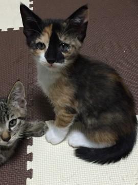 ママや兄弟のもと、元気に育ちました