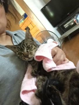 5匹の子ネコを愛情もって育て上げました