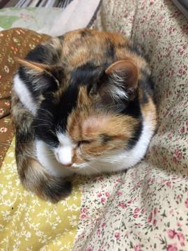 甘えん坊の三毛サビちゃん